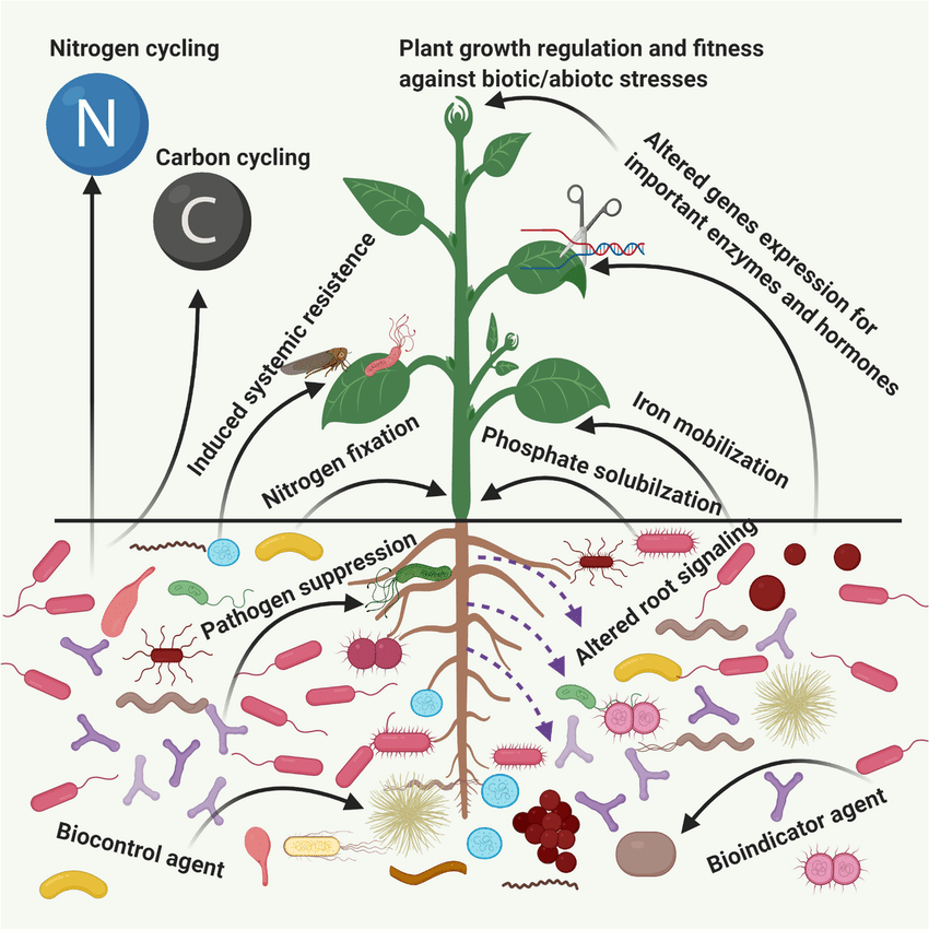Rooted Partnerships: How Plants Cultivate Microbial Allies