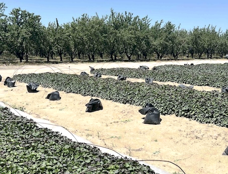 The diminishing middle