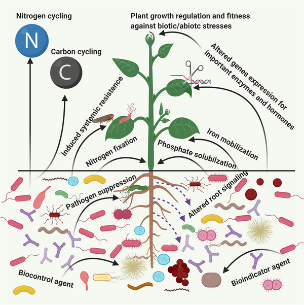 Rooted Partnerships: How Plants Cultivate Microbial Allies