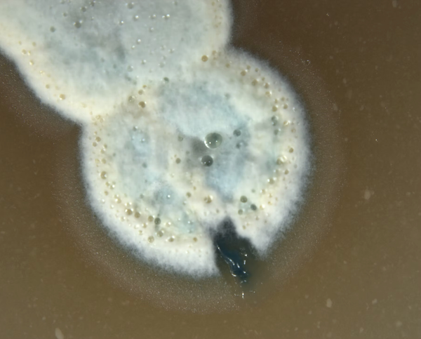 Soil Microbes are Feeding the World